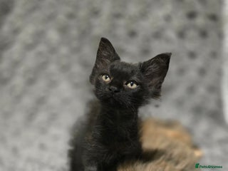 LaPerm cats 8 Laperm mix kittens, curly & long-haired - Advert 4