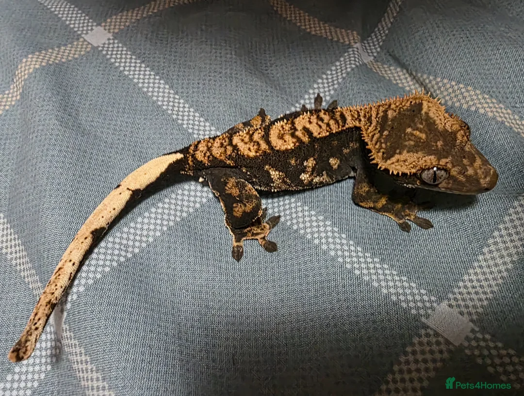 Gecko reptiles for sale: Gorgeous baby Crested Gecko and tank - Advert 1