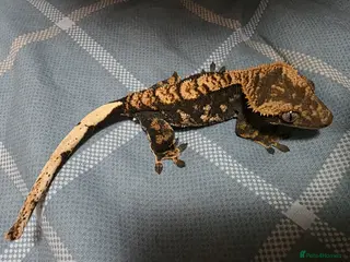 Gecko reptiles Gorgeous baby Crested Gecko and tank - Advert 1