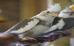 Cockatiels birds for sale: Young Cockatiels - Image 38