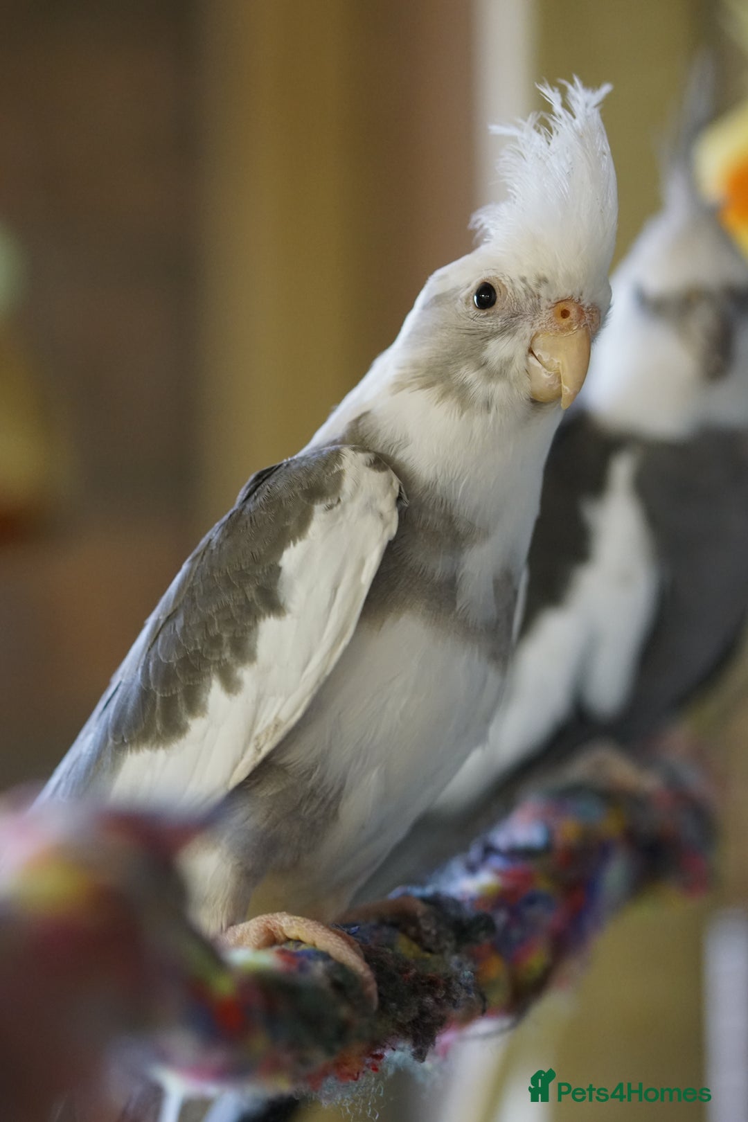 Cockatiels birds for sale: Young Cockatiels - Image 38