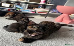 British Shorthair cats for sale: Kitten for sale - Image 2