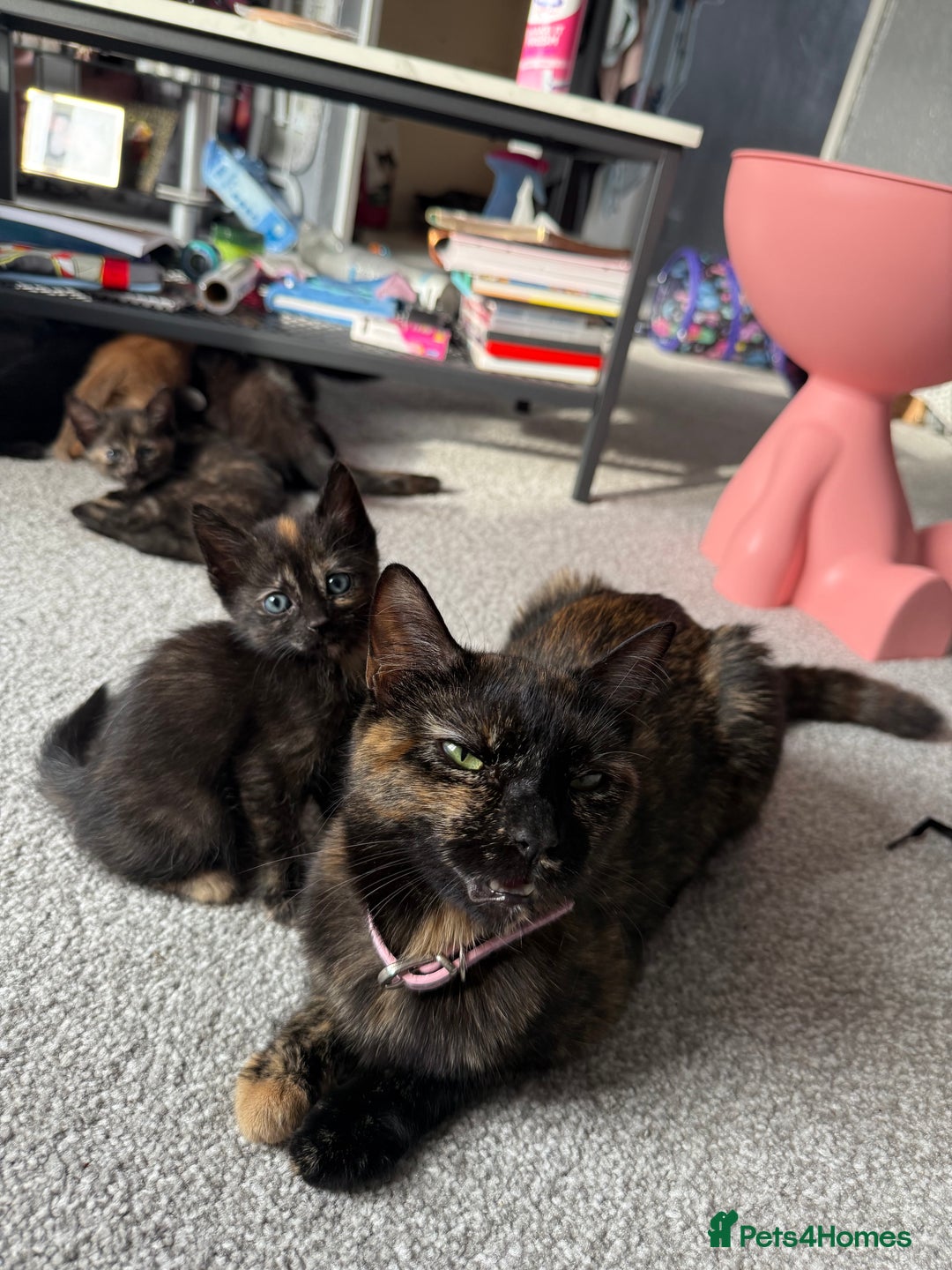 British Shorthair cats for sale: Kitten for sale - Image 2