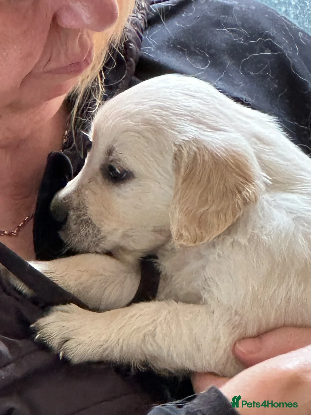 Golden Retriever dogs for sale: Golden Retriever Puppies  - Advert 1