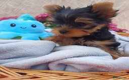 Yorkshire Terrier dogs for sale: Piece of Happiness!!! - Image 1