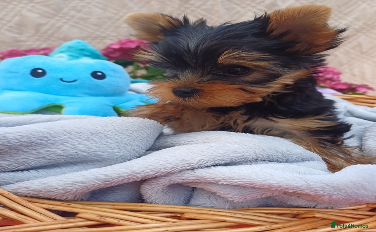 Yorkshire Terrier dogs - Advert 1