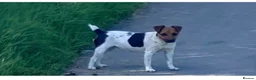 Jack Russell dogs for sale: 2 Jack Russel puppies wanting loving homes. - Advert 4