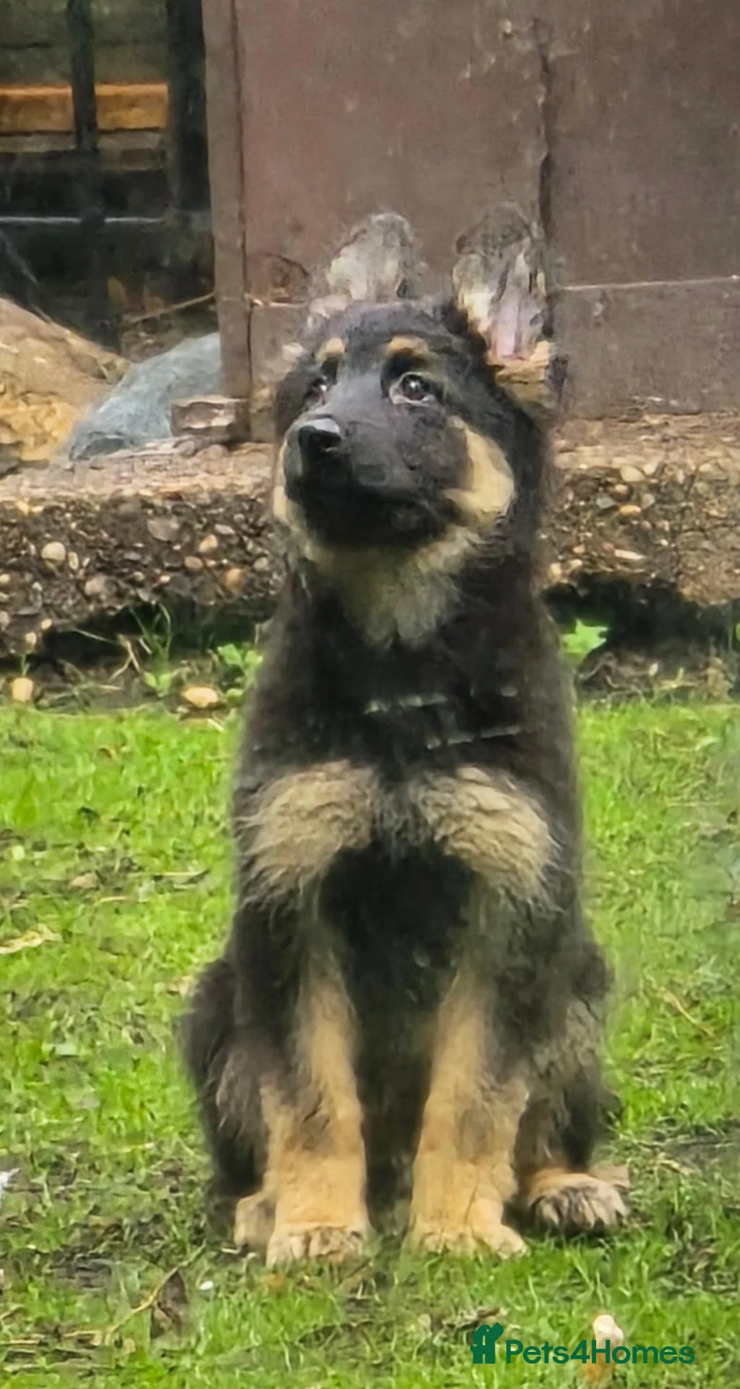 Mixed Breed dogs for sale: German shepard Belgian shepard cross - Advert 2