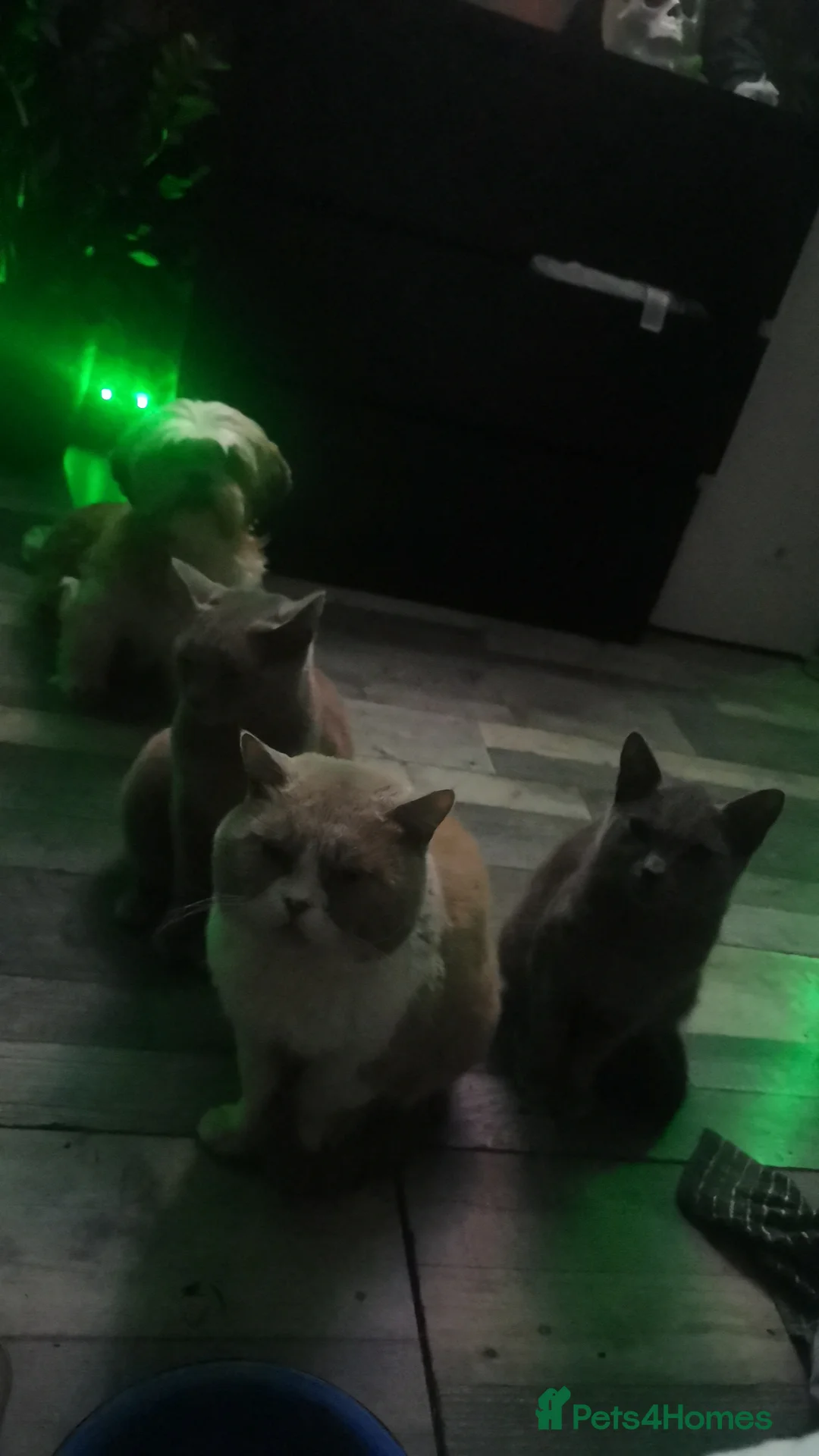 British Shorthair cats for sale: British shorthair - Advert 11