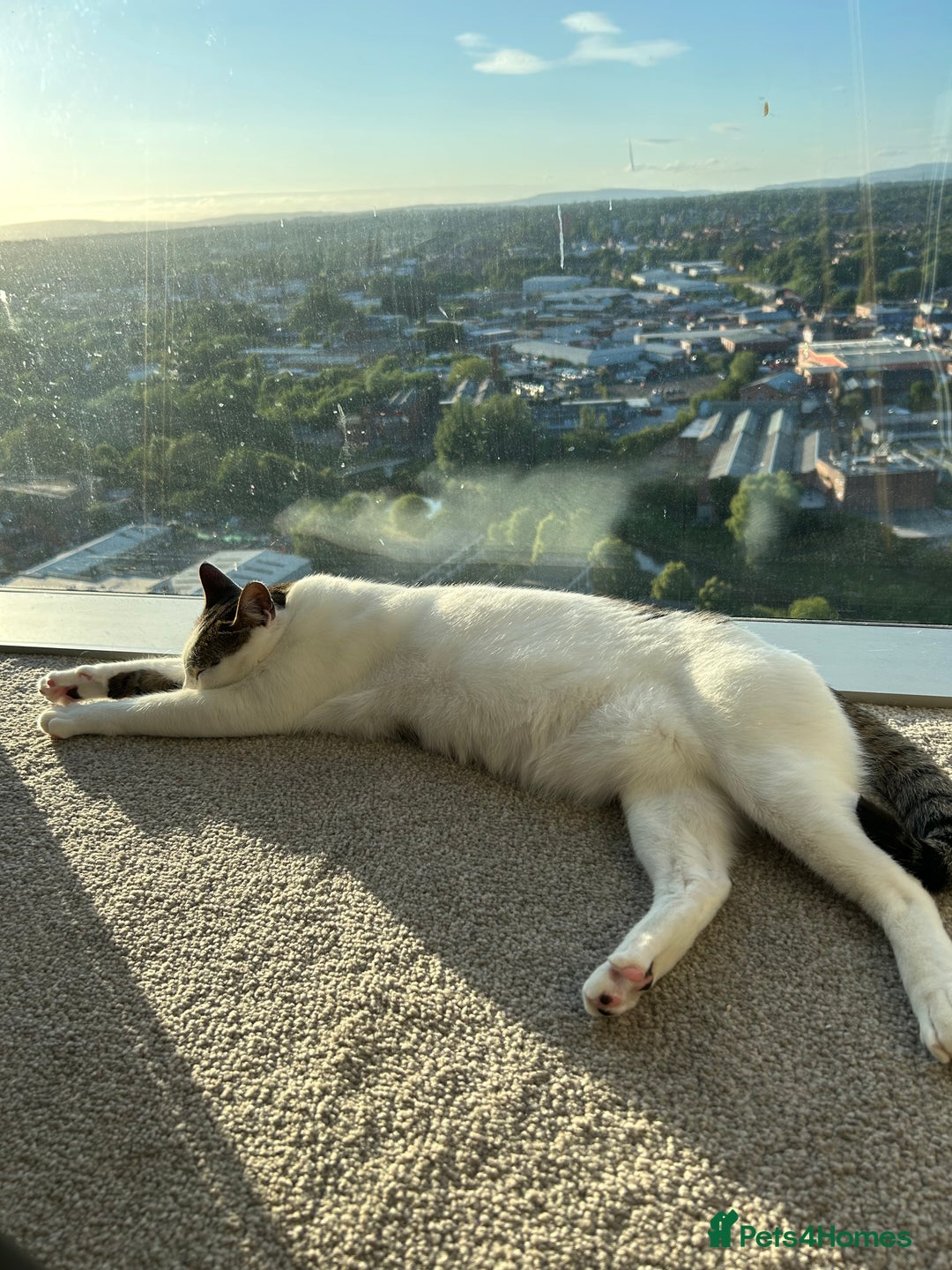 Mixed Breed cats for sale: 💔 Heartbreaking Rehoming – Manchester - Image 13