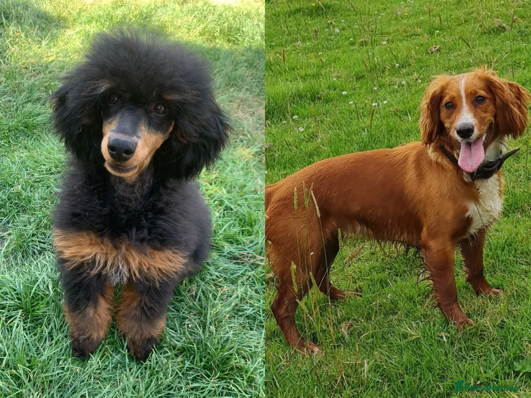 Cockapoo dogs for sale: F1 cockapoos [health tested ) - Advert 1