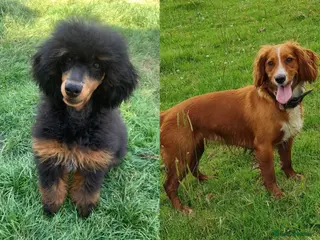 Cockapoo dogs F1 cockapoos [health tested ) - Advert 14