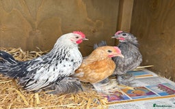 Chickens poultry for sale: Sablepoot Booted Bantam Pullets & Cockerels - Image 2