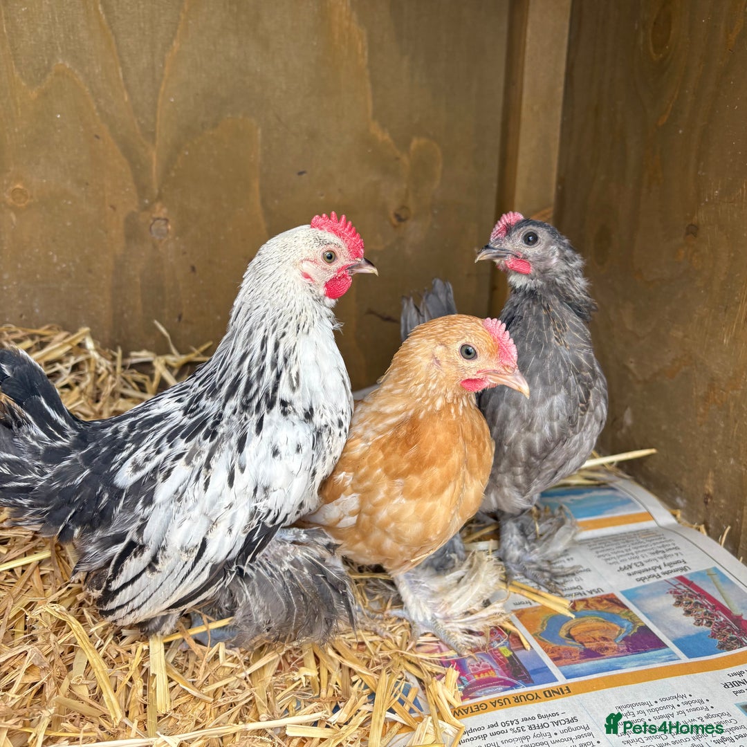 Chickens poultry for sale: Sablepoot Booted Bantam Pullets & Cockerels - Image 2