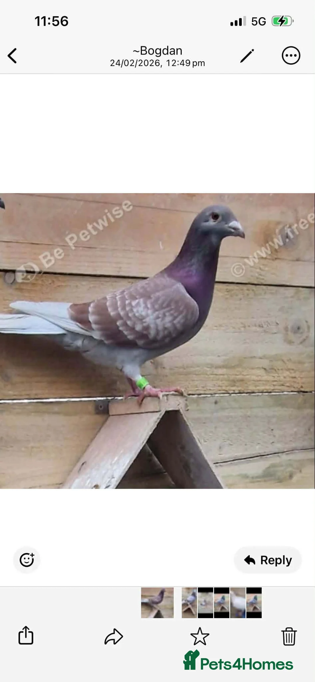 Pigeons birds for sale: one pair racing pigeons - Advert 4