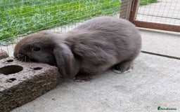 Mini Lop rabbits for sale: *RESERVED* 1 baby mini lop buck  - Advert 4