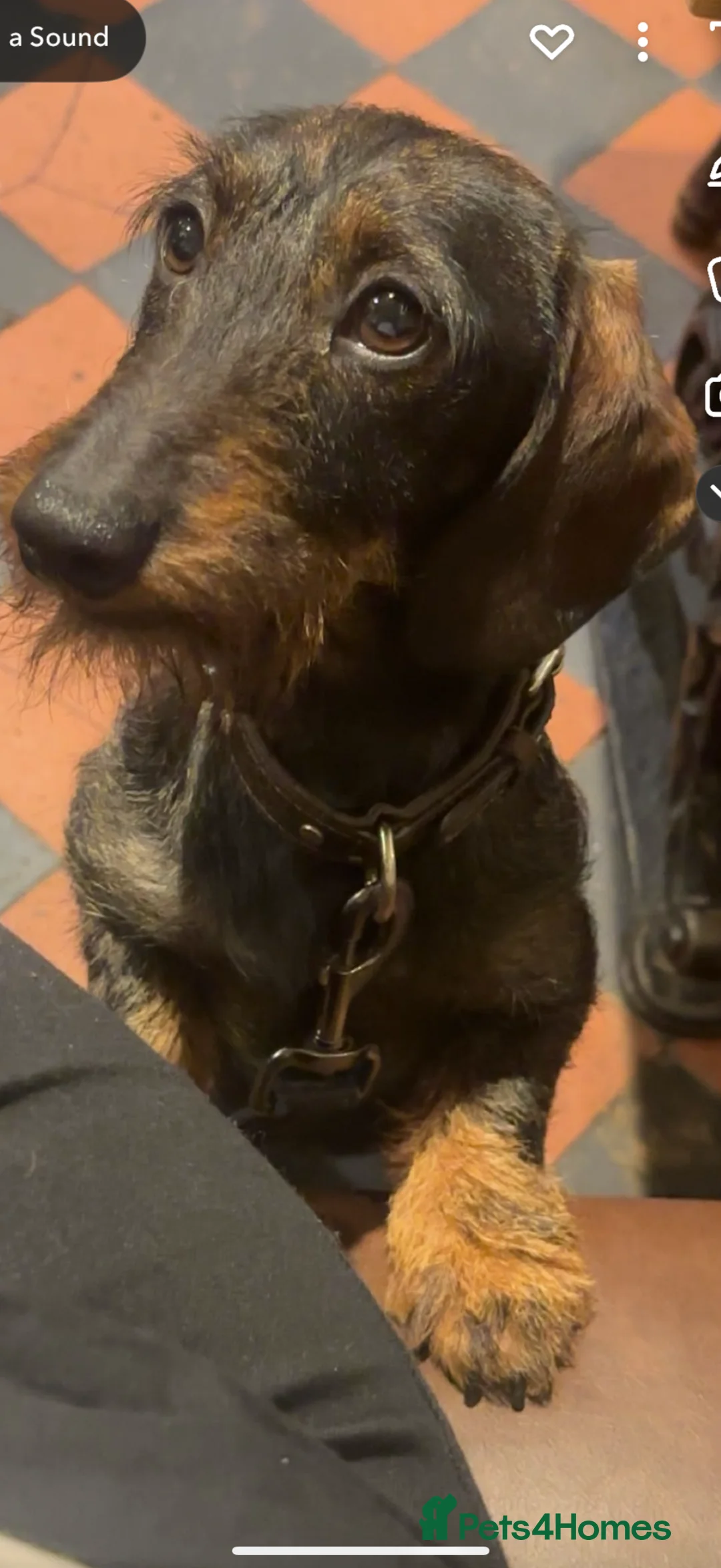 Miniature Dachshund dogs for stud: Miniature wirehair dachshund boy for stud  - Advert 2