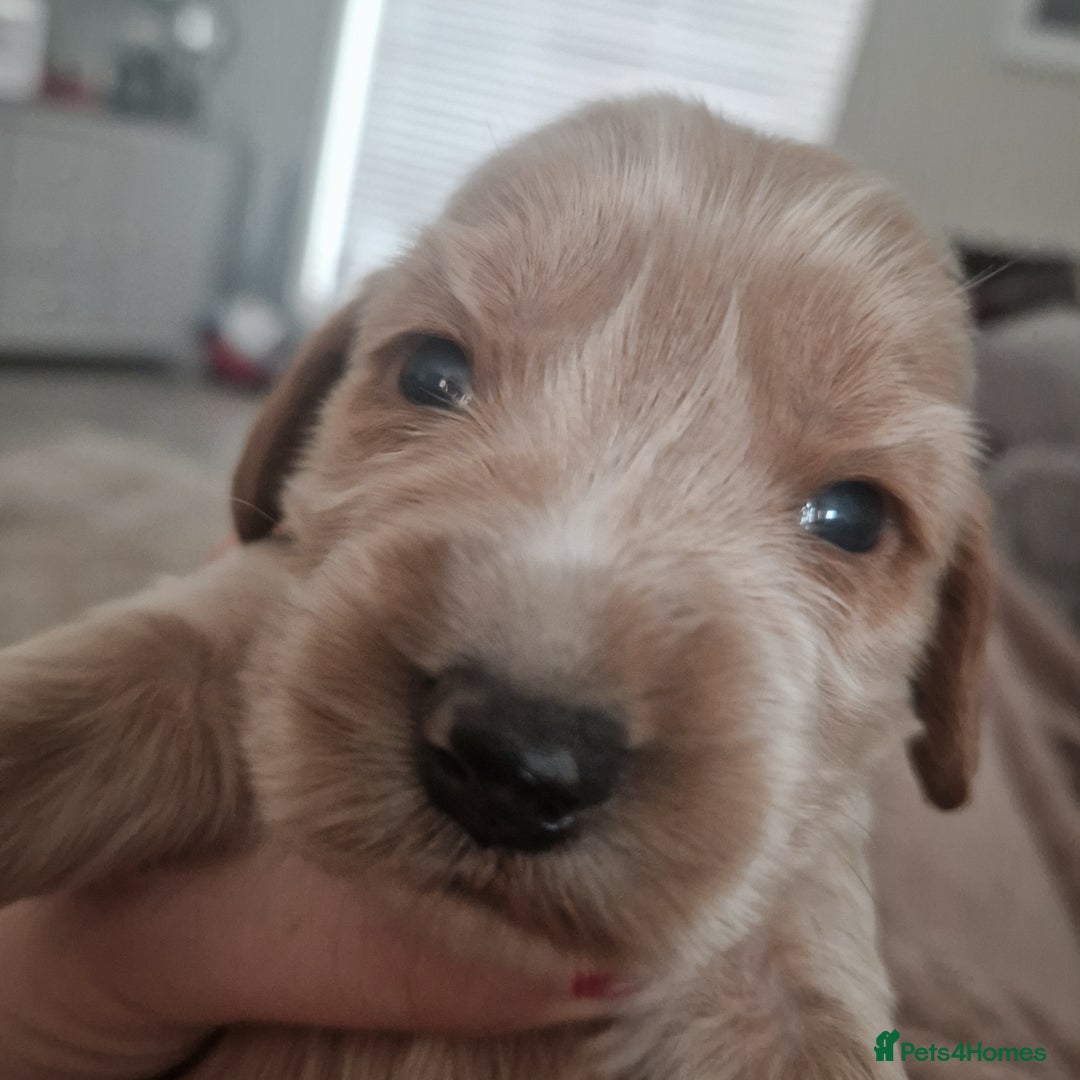 Cockapoo dogs for sale: 6 beautiful F2 cockapoos for sale!    - Advert 7