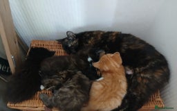 Mixed Breed cats for sale: Beautifully fluffy kittens - Image 6