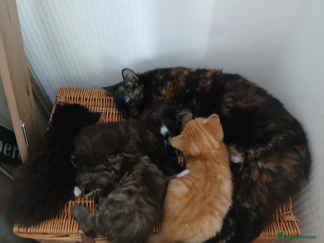 Mixed Breed cats for sale: Beautifully fluffy kittens - Image 6