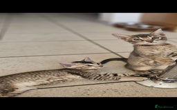 Bengal cats for stud: Proven Snow Bengal for studd in Southampton - Image 23
