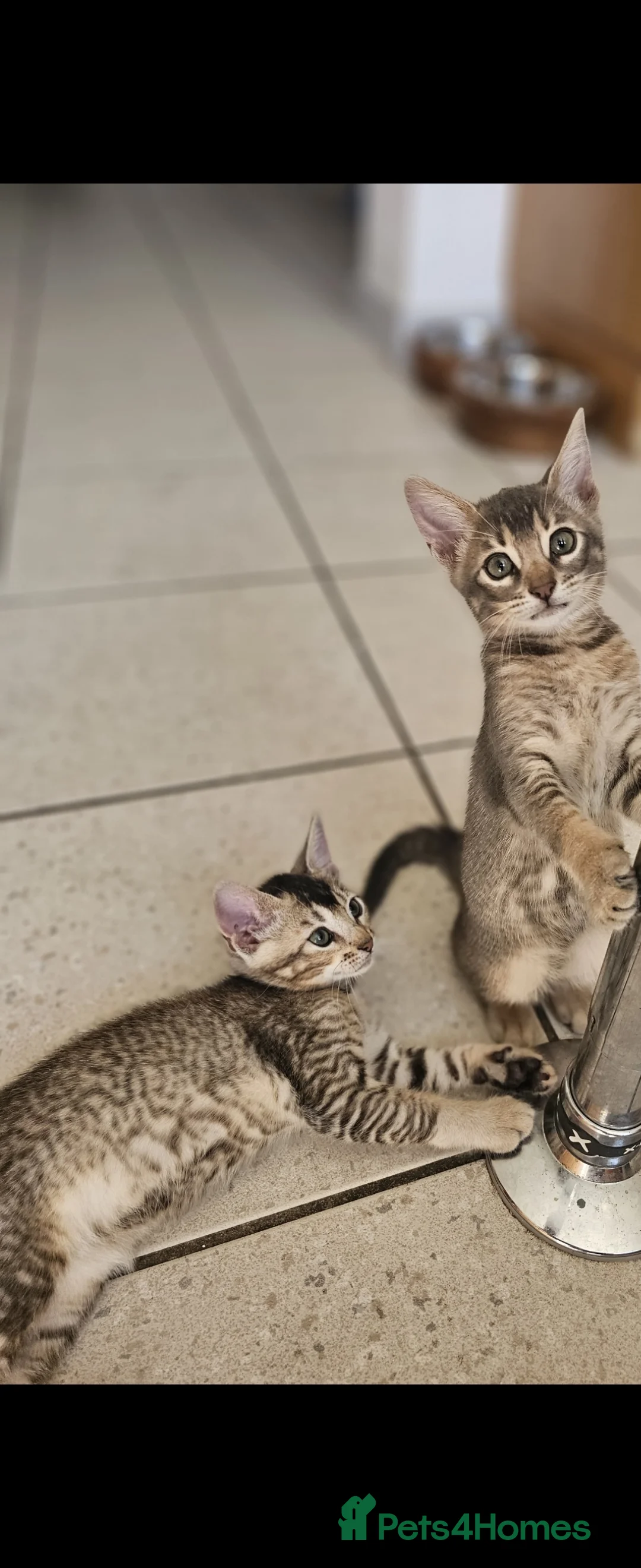 Bengal cats for stud: Proven Snow Bengal for studd in Southampton - Advert 22