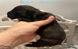 Labradoodle dogs for sale: 2 BEAUTIFUL MALES & 1 FEMALE LABRADOODLE PUPPIES - Image 3