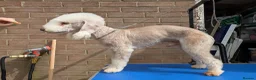 Bedlington Terrier dogs for stud: KC Liver Bedlington Terrier – Available at Stud - Advert 7