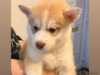 Siberian Husky dogs Beautiful husky pups 🔥🛑 only 1 pup left 🛑🔥 - Advert 2
