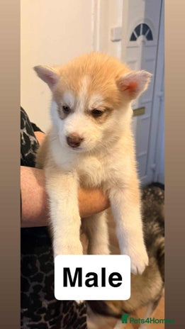 Siberian Husky dogs Beautiful husky pups 🔥🛑 only 1 pup left 🛑🔥 - Advert 1