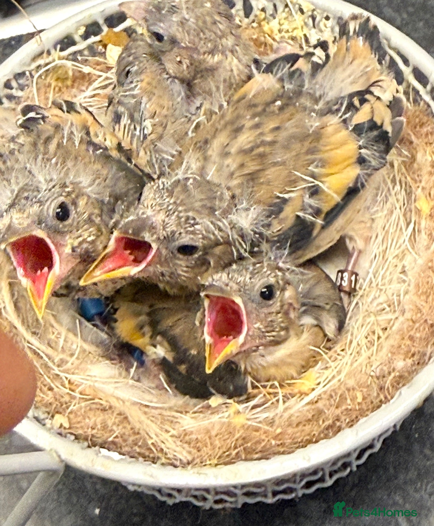 Finches birds CLASS HAND TAMED GOLDFINCHES AND MULES! BBC 2026!! - Advert 2