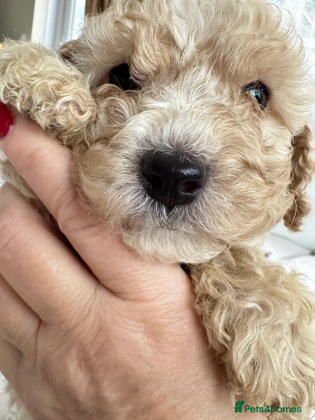 Miniature Poodle dogs for sale: Pedigree club registered 3 Miniature poodles!  - Advert 8
