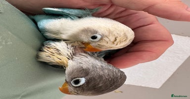 Lovebirds birds - Advert 1
