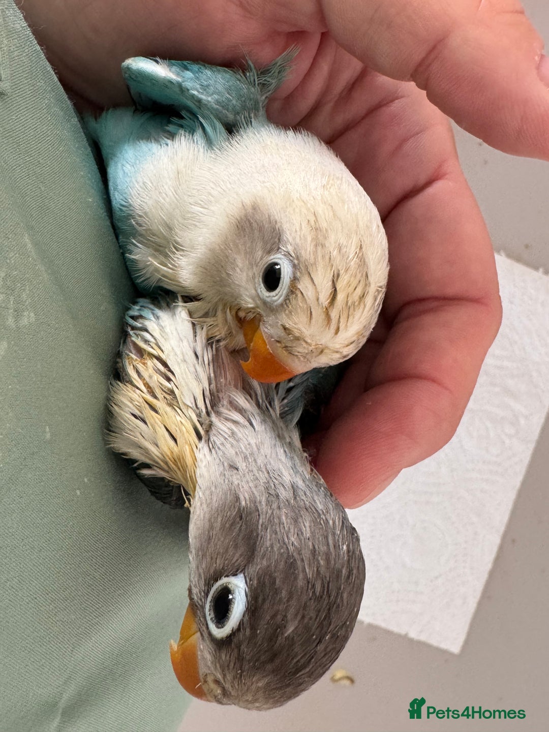 Lovebirds birds for sale: Hand-Reared Baby Lovebirds - Pair (DNA) - Image 2