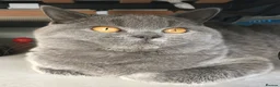 British Shorthair cats for sale: 4 years old gorgeous Blue BSH neutered girl  - Advert 1