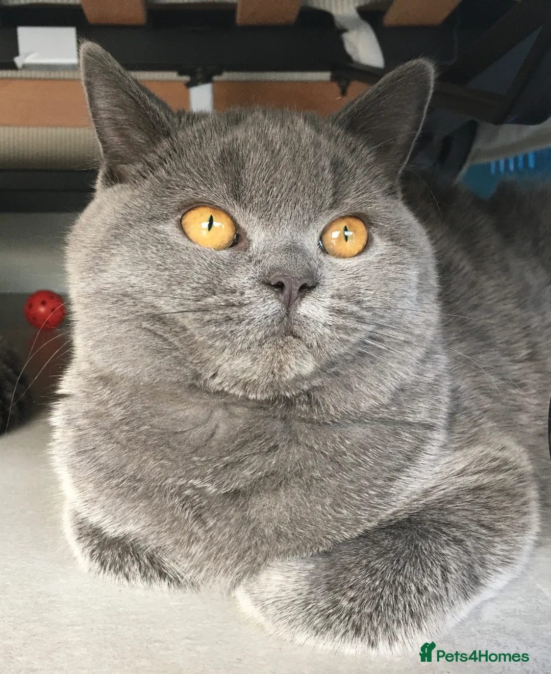 British Shorthair cats for sale: 4 years old gorgeous Blue BSH neutered girl  - Advert 1