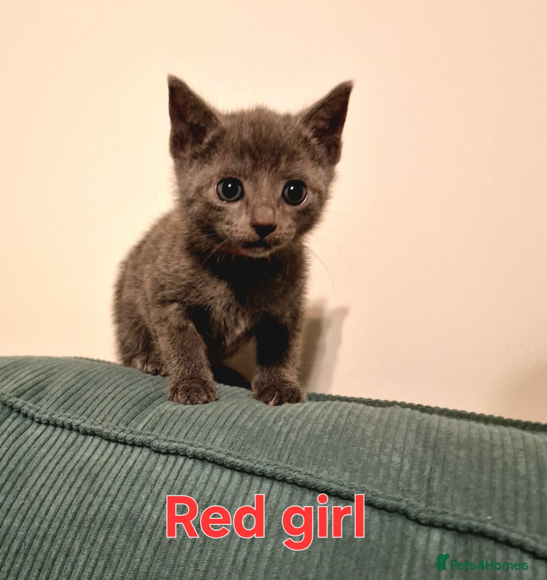 Russian Blue cats for sale: 7 Beautiful Russian Blues kittens 5 Girls 2 Boys. - Advert 2