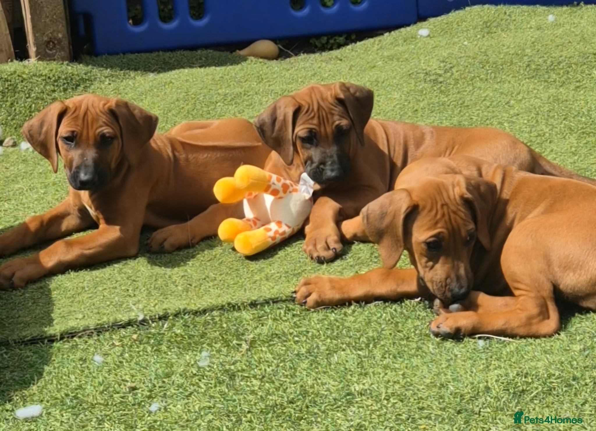 Rhodesian Ridgeback dogs 3x FEMALE RHODESIAN RIDGEBACK PUPS!! - Advert 2