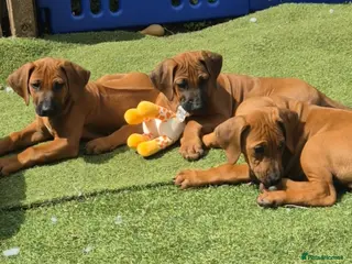 Rhodesian Ridgeback dogs 3x FEMALE RHODESIAN RIDGEBACK PUPS!! - Advert 2