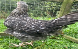 Chickens poultry for sale: Speckled Marans - Image 4