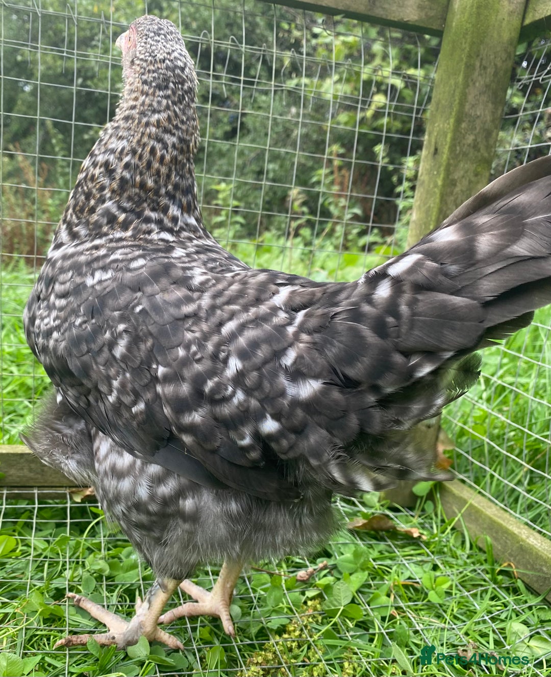 Chickens poultry for sale: Speckled Marans - Image 4
