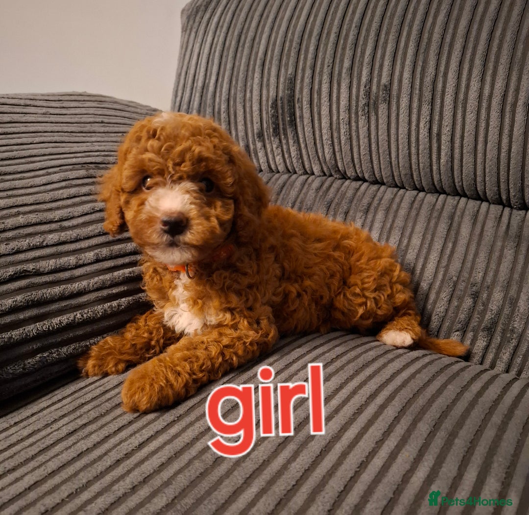 Cockapoo dogs for sale: Toy cockapoo puppies - Image 6