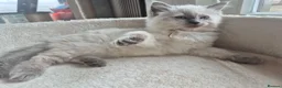 Ragdoll cats for sale: 4 beautiful ragdolls: gccf certified  - Advert 10