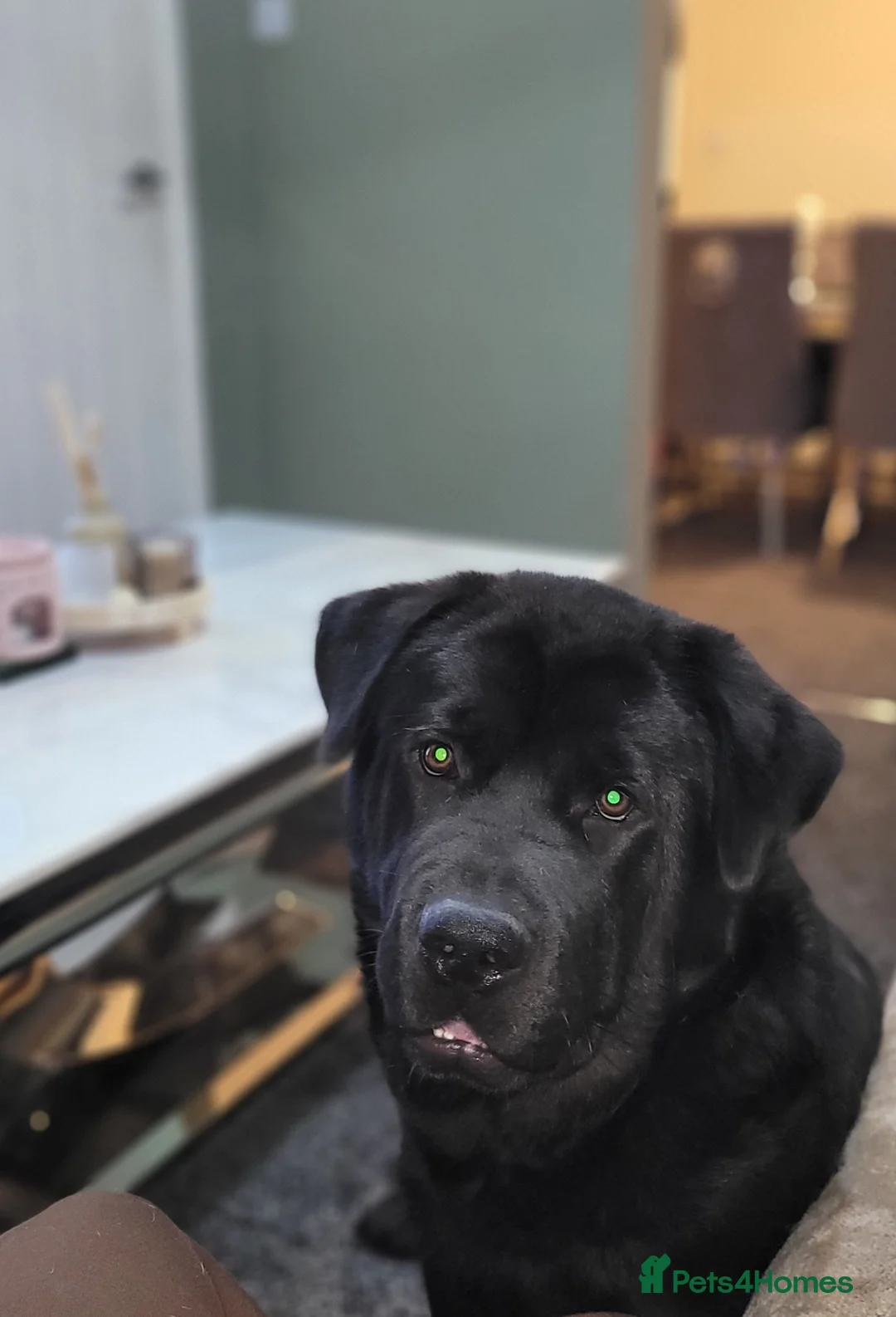 Mixed Breed dogs for sale: Newfoundland x chow chow pup - Advert 1