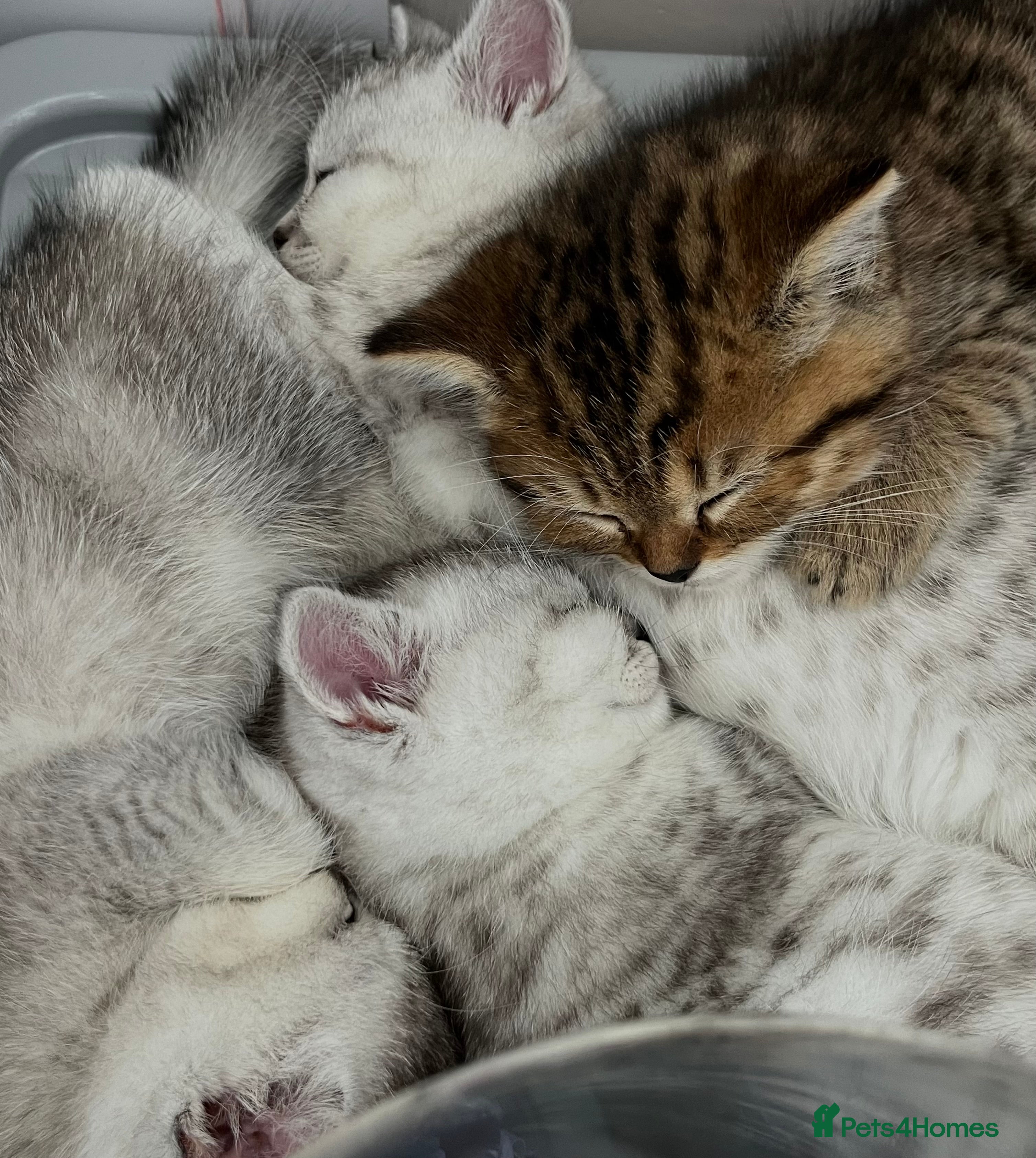 British Shorthair cats 3 x British Shorthair Kittens - Various Colours - Advert 2