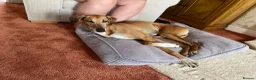 Azawakh dogs for sale: 7 year old Male Azawakh in Leeds - Advert 2