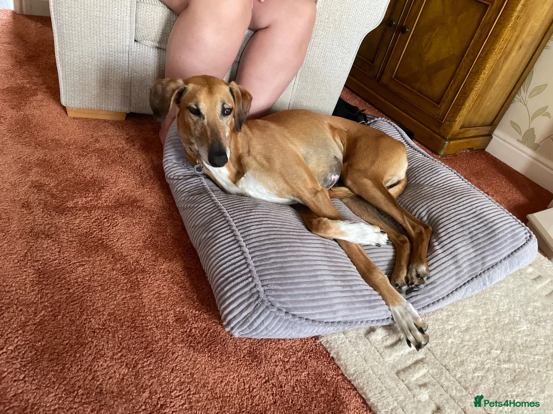 Azawakh dogs for sale: 7 year old Male Azawakh in Leeds - Advert 2