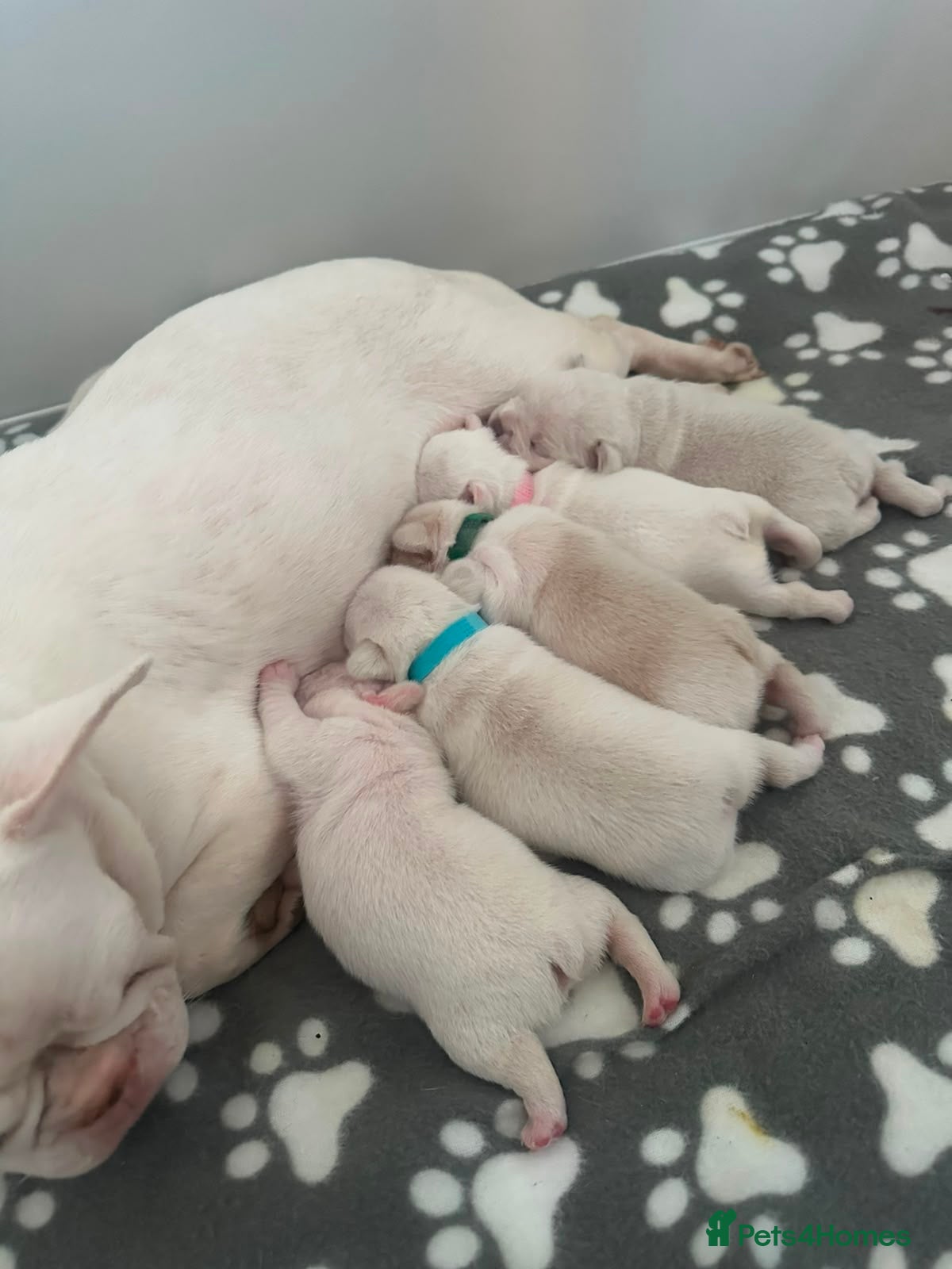 French Bulldog dogs French bulldog puppies  - Advert 1