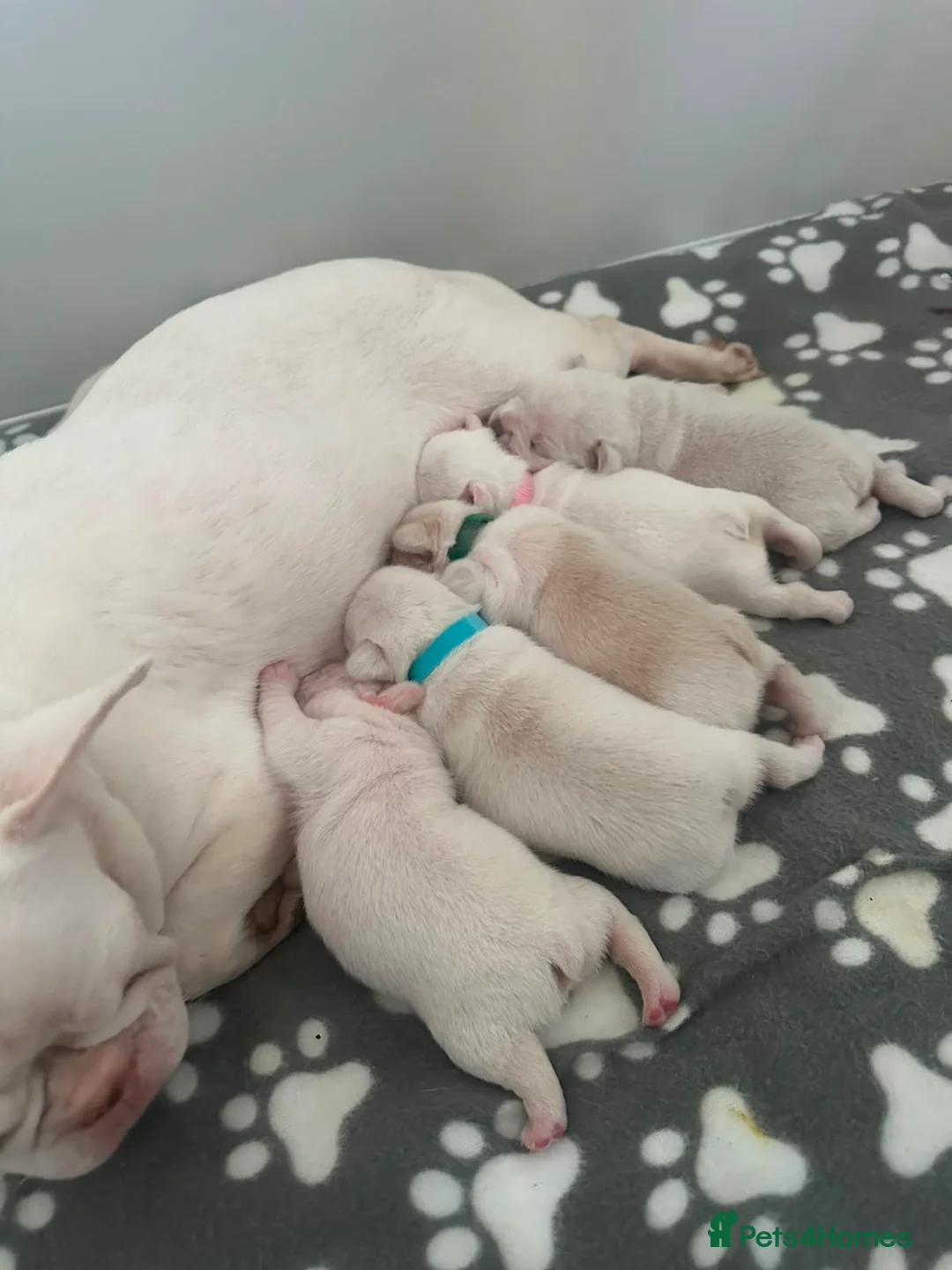 French Bulldog dogs for sale: French bulldog puppies  - Advert 1