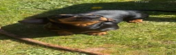 Miniature Dachshund dogs for sale: 2 year old male mini dachshund - Advert 2